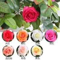 uploads/erp/collection/images/Home Garden/CongDing/XU0611675/img_b/XU0611675_img_b_3